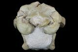 Fossil Squirrel-Like Mammal (Ischyromys) Skull - Nebraska #176357-9